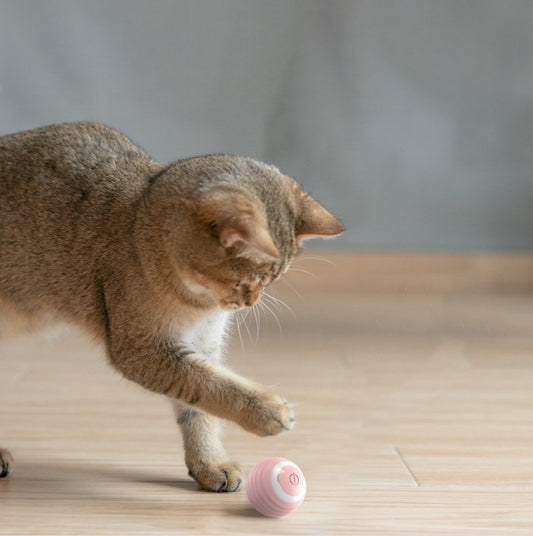 Smart cat rolling ball toy for indoor play