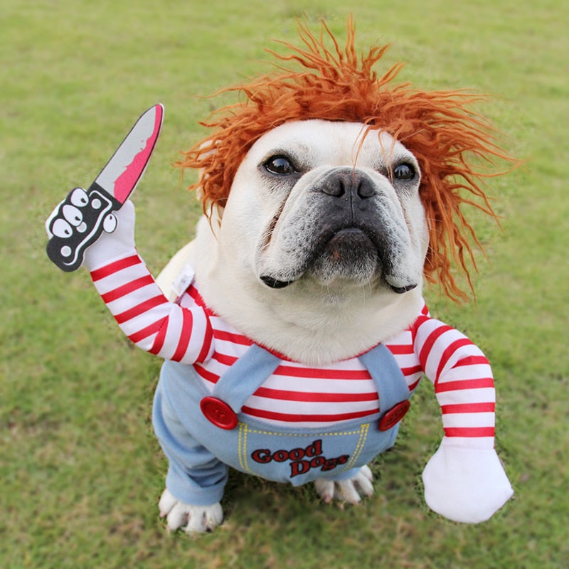 Dog wearing funny Halloween doll costume with wig