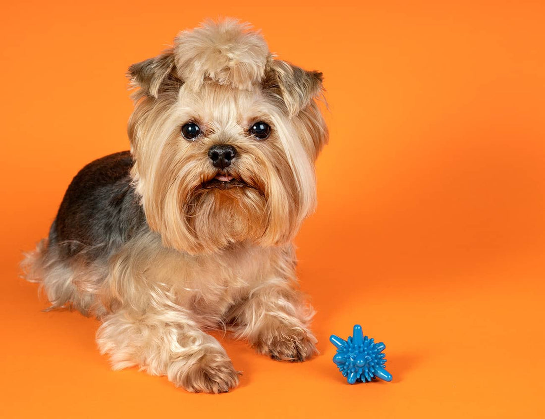 NexCartly_Pet_Accessories_Collection_banner_1