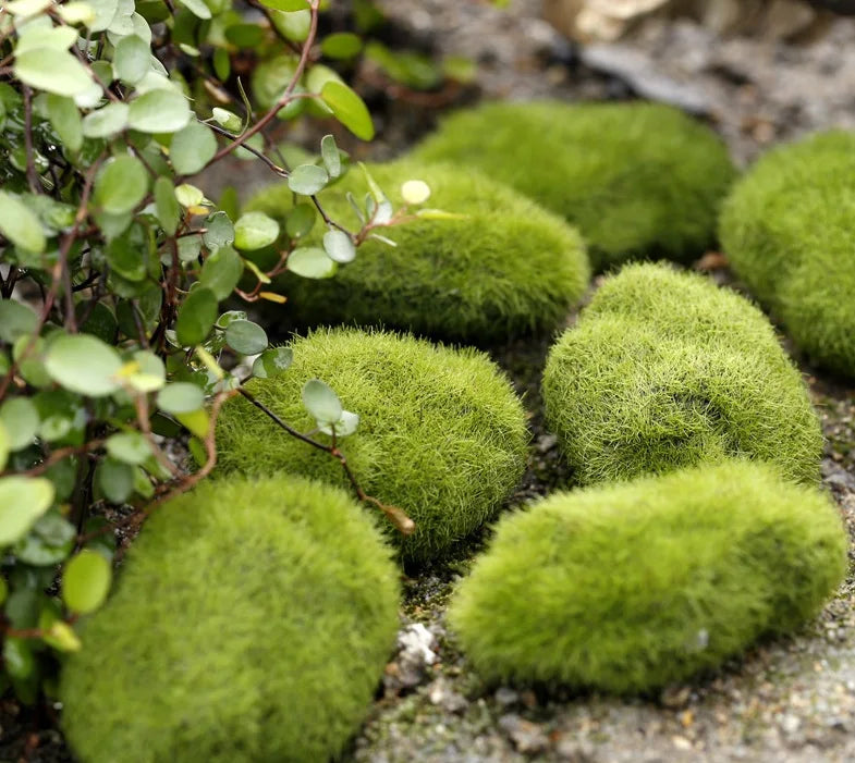 DIY Fairy Garden Miniature Accessories | Resin Garden Decor
