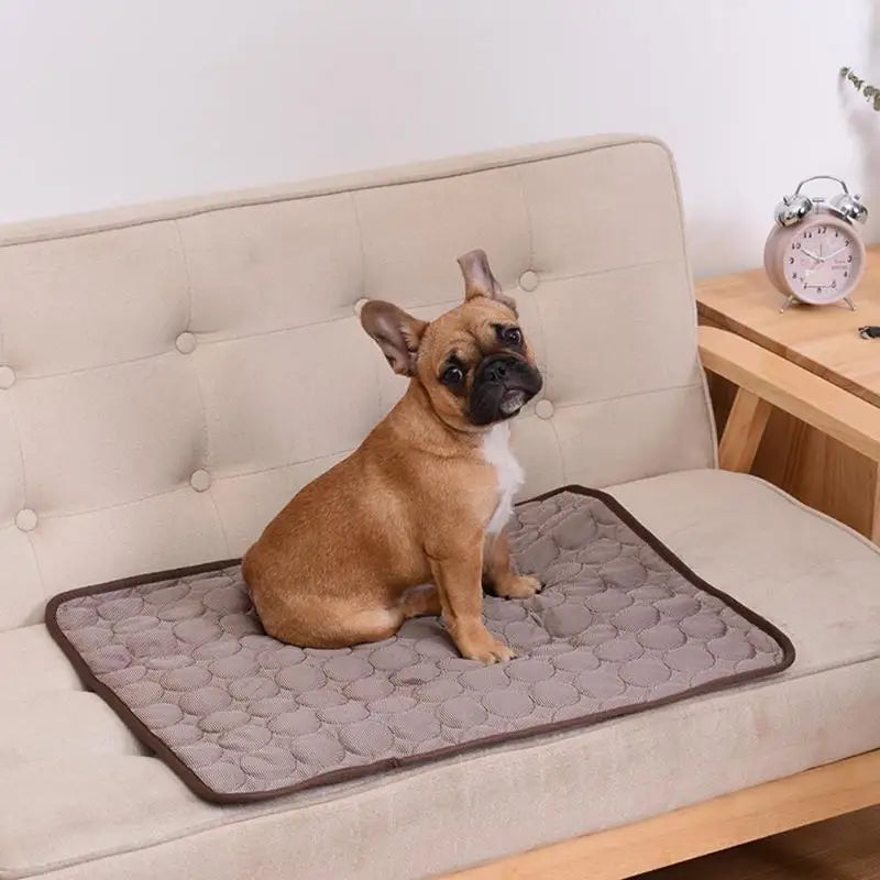 Small dog sitting on gray cooling mat on sofa